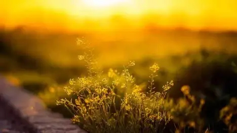 LCK上单巅峰对决：Zeus与Kiin谁是最强上单？LCK春季赛关键争夺